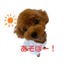 トイプードルのイブちゃん❤️