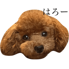 トイプ　ポアロ2