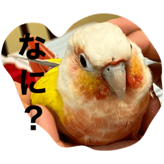 インコのハッピーちゃんだよー　新
