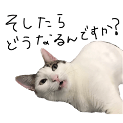 うちのにこさんのスタンプ