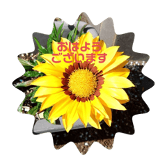 お庭のかわいい花たち