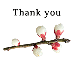 梅の花　つぼみ　と　英語　English