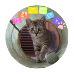 キジトラシスターズの日常