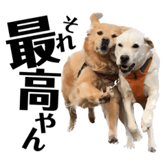 ワイルドわんこ 〜ゴルラブ編〜