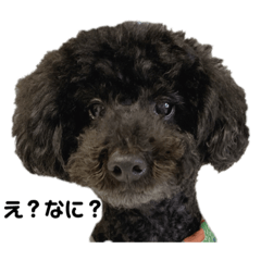 ブラピ（黒平）スタンプ①