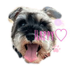 シュナウザームンパ