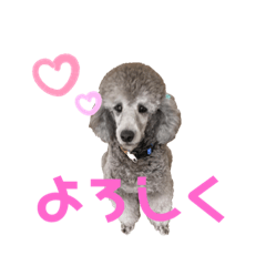 ミニチュアプードル・ビリーのスタンプ