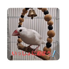 私の文鳥ssss
