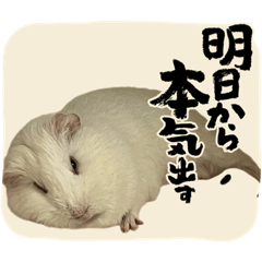 おもちくんと仲間たち