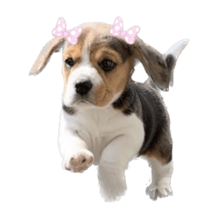 ビーグルの音ちゃん〜赤ちゃん編〜