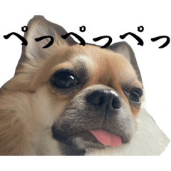 俺チワワのちくわ②