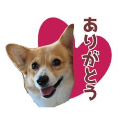 コーギー犬♡レグちゃんの毎日スタンプ