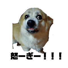 たんたんの子達