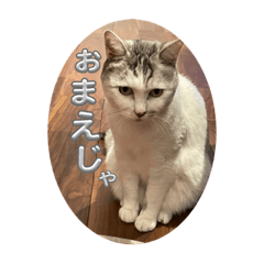 うちの猫の小言