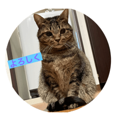 ねこ顔でお返事（妹ねこ編）