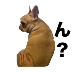 ハクちゃん日常使い