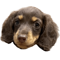 毎日らてちん、時々きゃらちゃん