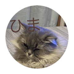 私のビューティフル猫ちゃん