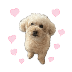 トイプーさくら2