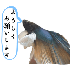 わたしがほしいベタスタンプ