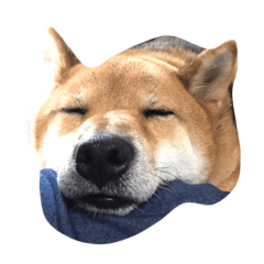 愛犬じゅんの日常(柴犬)