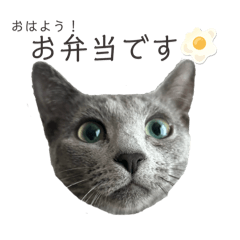 ロシアンブルーのエメ