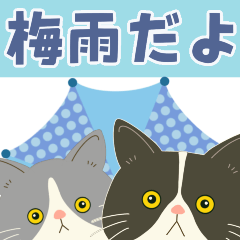 梅雨だよ！大雨注意【ハチワレコンビ】