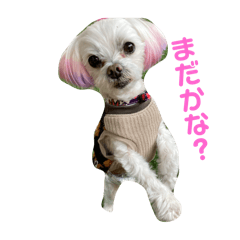 マルチーズ・ソルト