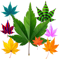 大麻(おおあさ)さんのもみじの葉　実写