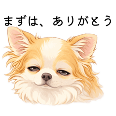 社会人の言い訳で散歩断るチワワ