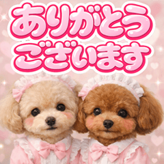 とびだす♡トイプードル♡cute♡トイプー