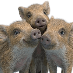 ウリボー　実写