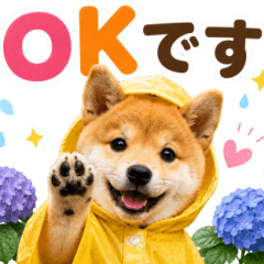 飛び出す♡雨の日わんこ