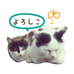 ゆるノラネコ写真