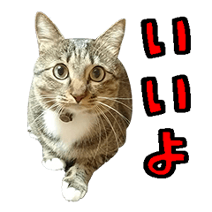 ちょこはるの毎日使えるシンプルなスタンプ