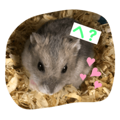 可愛い動物達（オリジナル）