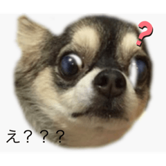 チワワくんの独り言