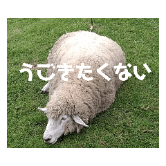 かわいいもふもふひつじ