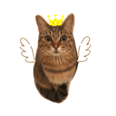 うちのひまわりちゃん①