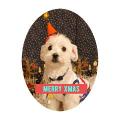 マルチーズのチーくん