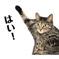 ねこの日常✴︎