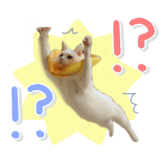 圧倒的躍動感！アクロバティックな白猫さん