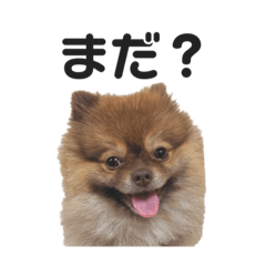 たぬきじゃないよ、こまめだよ