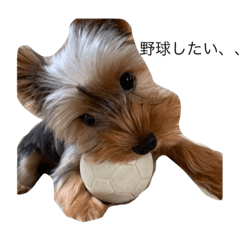 ヨーキーの日常表情