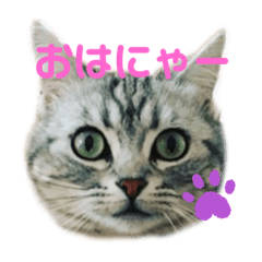 アメショのビビアンのスタンプ！