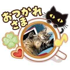 おやじねこタローの一言