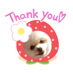 ポンちゃんキュート