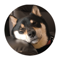 黒柴風MIX  むぎ