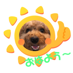 毎日楽しいトイプードル　　サスケ君