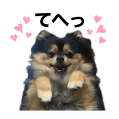 チョコのいちにち